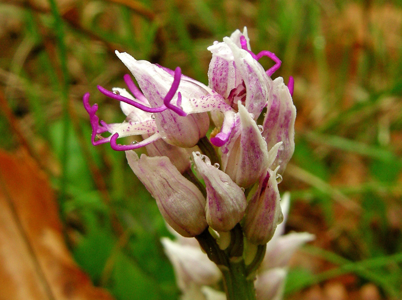 Orchidee del Chianti 2009